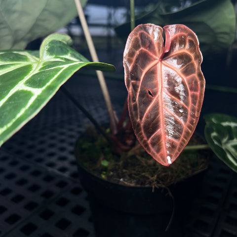 Anthurium Botanic - variação 08