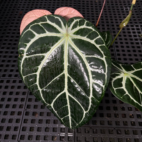Anthurium Botanic - variação 09