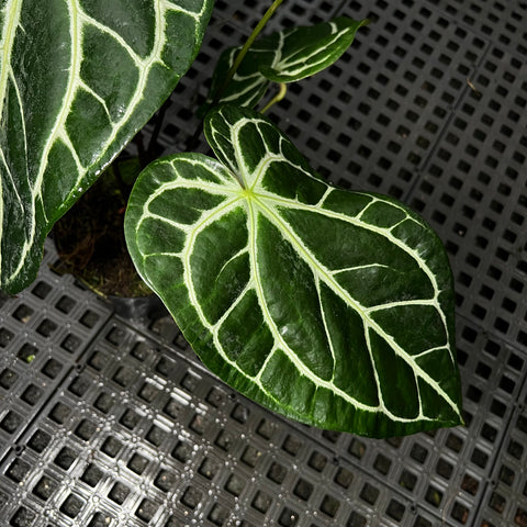 Anthurium Botanic - variação 09