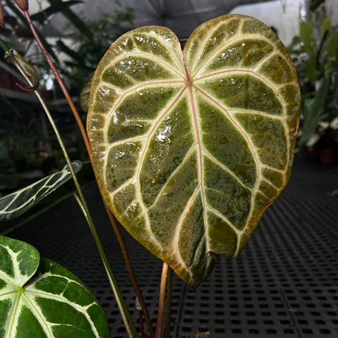 Anthurium Botanic - variação 09