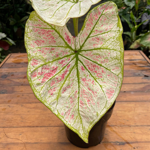 Caladium variaçāo - 20