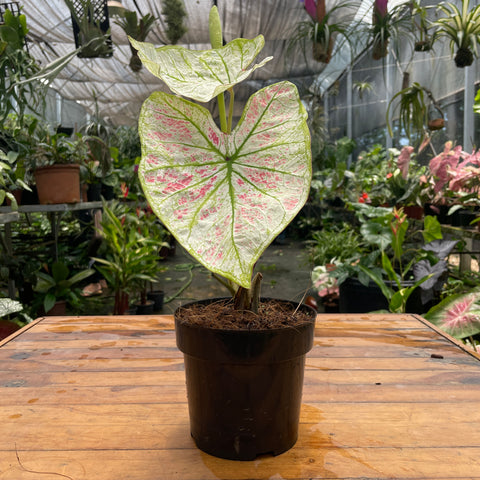 Caladium variaçāo - 20
