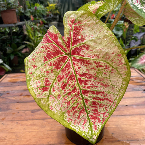 Caladium variaçāo - 19