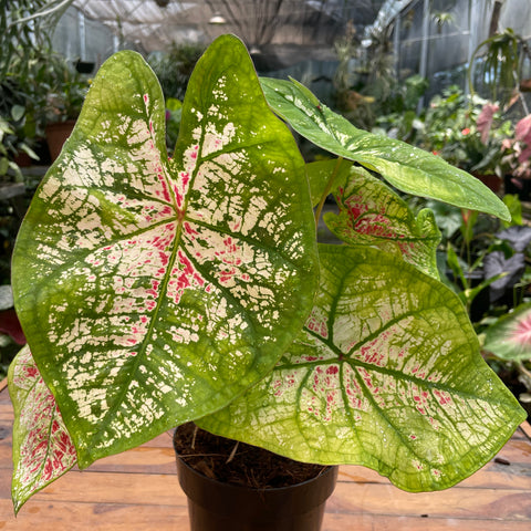 Caladium variaçāo - 19