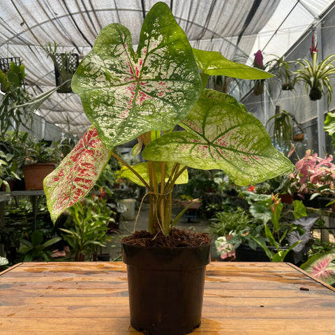 Caladium variaçāo - 19