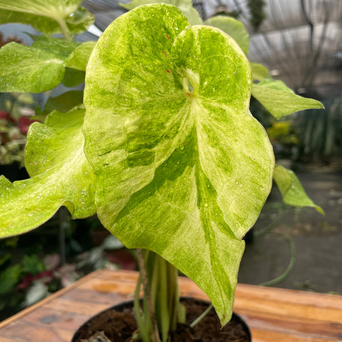 Caladium variaçāo - 17