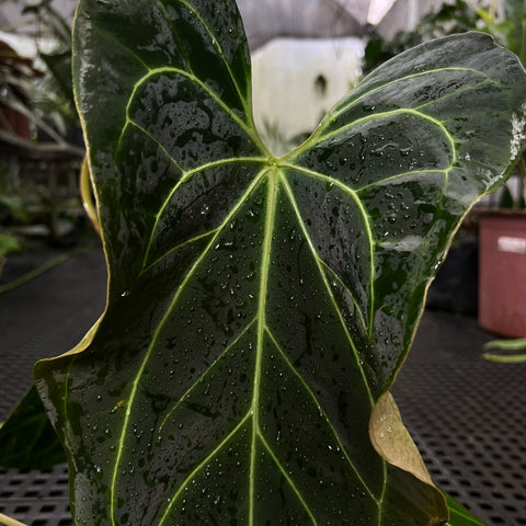 Anthurium (Darkmama x Papililaminum) x Besseae - variação 02
