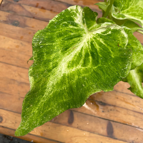 Caladium variaçāo - 17