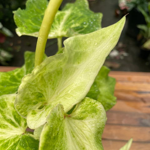 Caladium variaçāo - 17