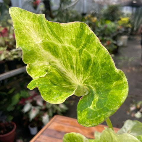 Caladium variaçāo - 17