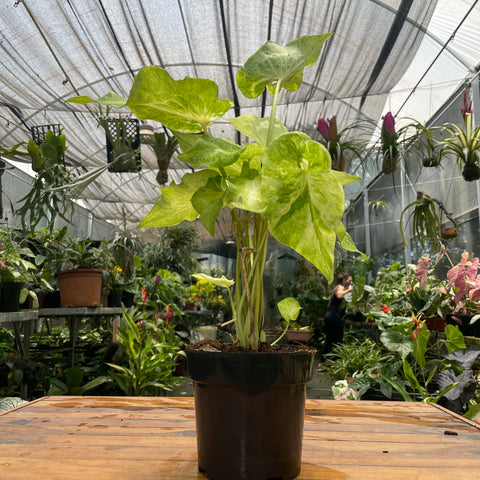 Caladium variaçāo - 17