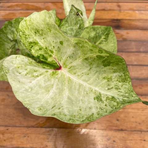 Caladium variaçāo - 09