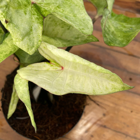 Caladium variaçāo - 09