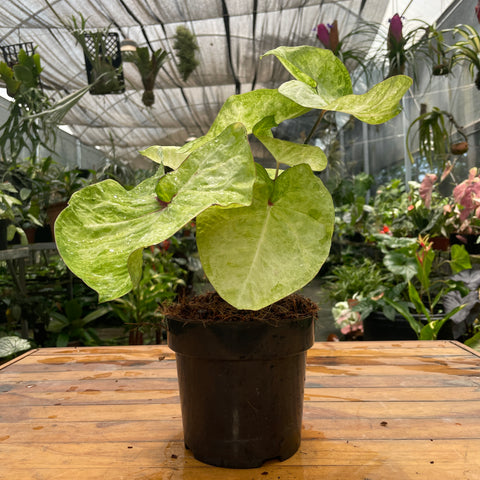 Caladium variaçāo - 09