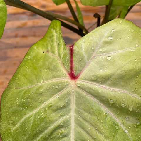Caladium variaçāo - 09