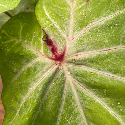 Caladium variaçāo - 09