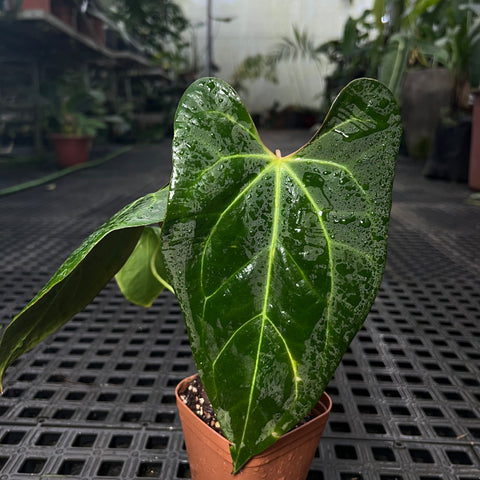 Anthurium Portillae X