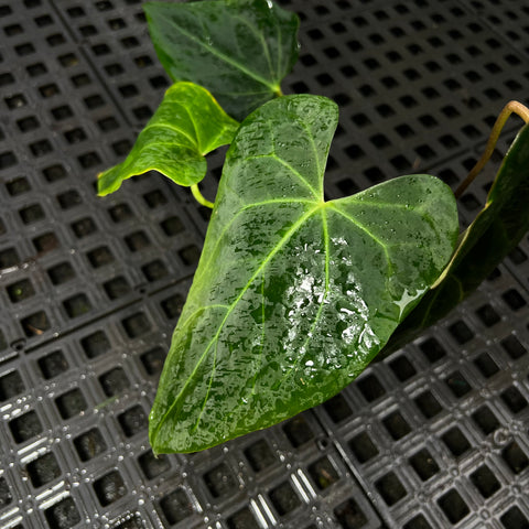 Anthurium Portillae X