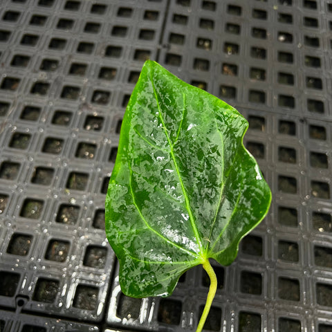 Anthurium Portillae X