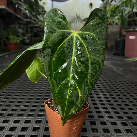 Anthurium Portillae X