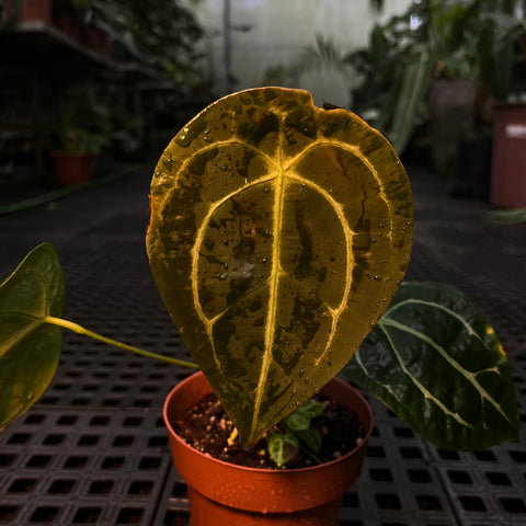 Anthurium Forgetti x Crystallinum