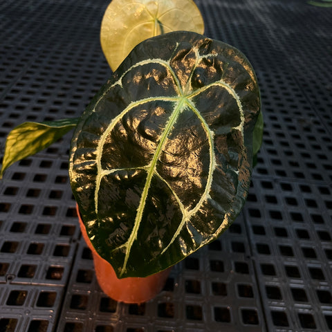 Anthurium Forgetti x Crystallinum