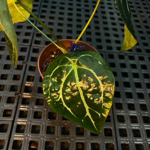 Anthurium Forgetti x Crystallinum