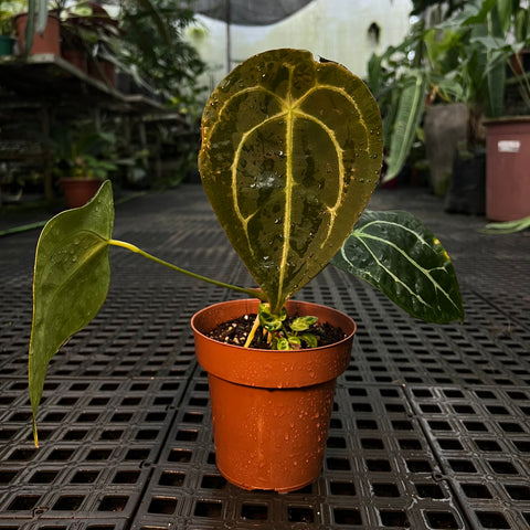 Anthurium Forgetti x Crystallinum