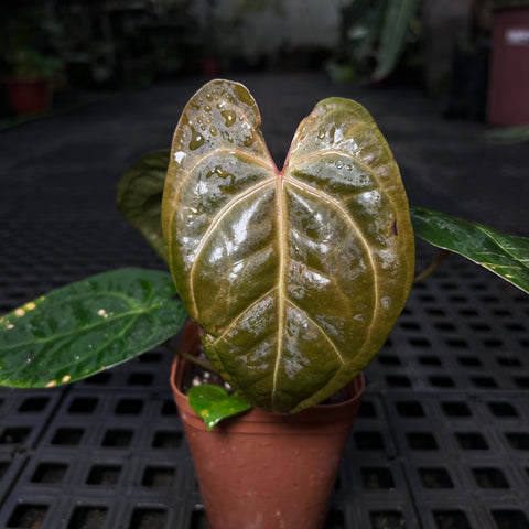 Anthurium (AOS Tezula x Forgetti) x Papililaminum