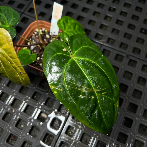 Anthurium (AOS Tezula x Forgetti) x Papililaminum