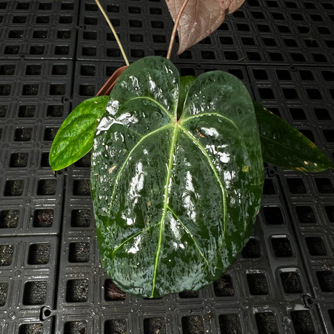 Anthurium (AOS Tezula x Forgetti) x Papililaminum