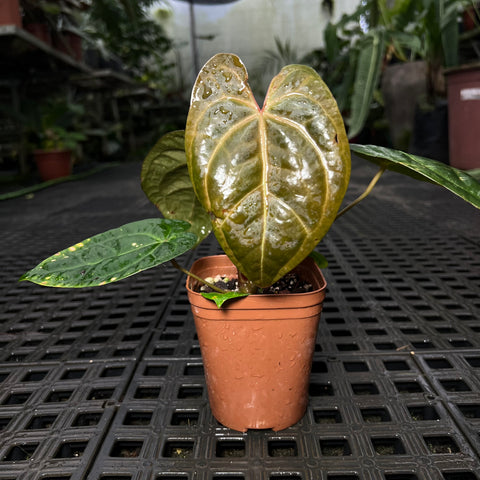 Anthurium (AOS Tezula x Forgetti) x Papililaminum