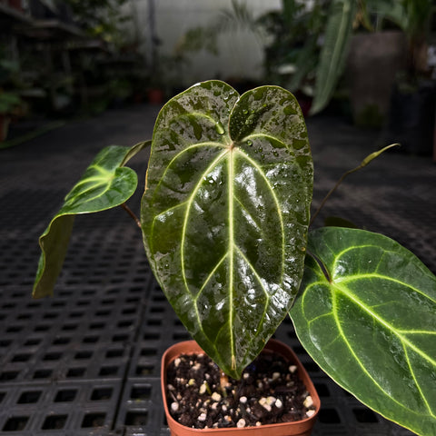 Anthurium magnificum x Besseae