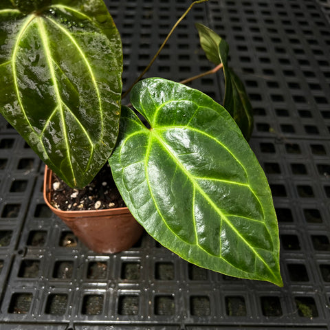 Anthurium magnificum x Besseae