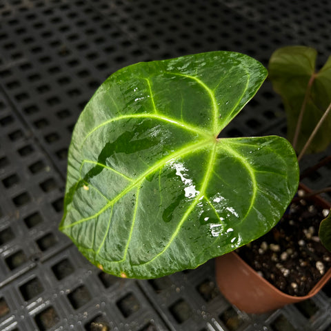 Anthurium magnificum x Besseae