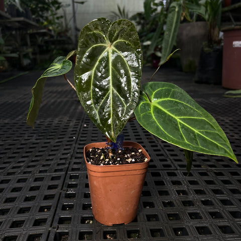 Anthurium magnificum x Besseae