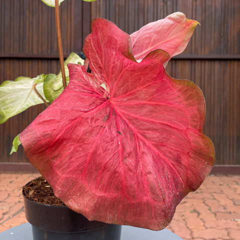 Caladium Especial 03