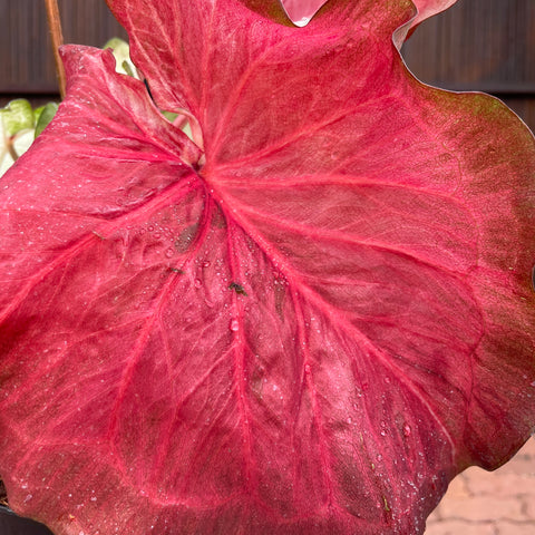 Caladium Especial 03
