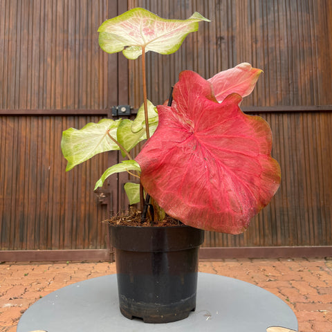 Caladium Especial 03