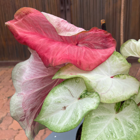 Caladium Especial 03