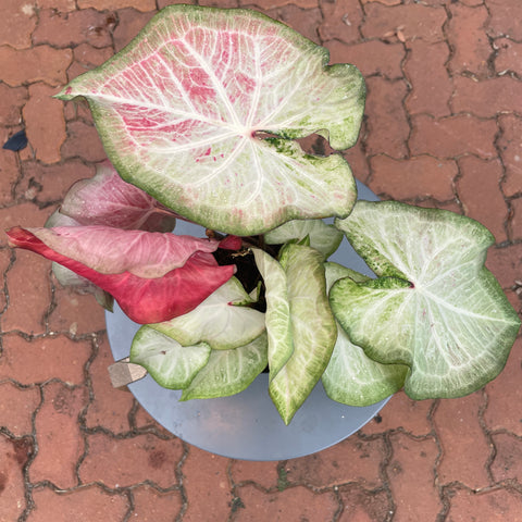 Caladium Especial 03