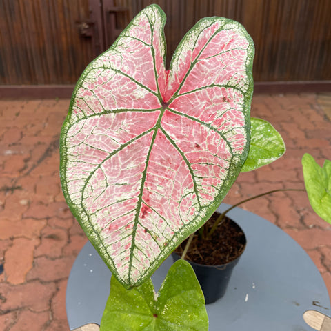 Caladium variaçāo - 02