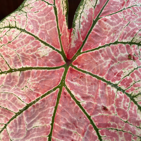Caladium variaçāo - 02