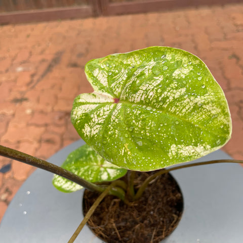Caladium variaçāo - 02