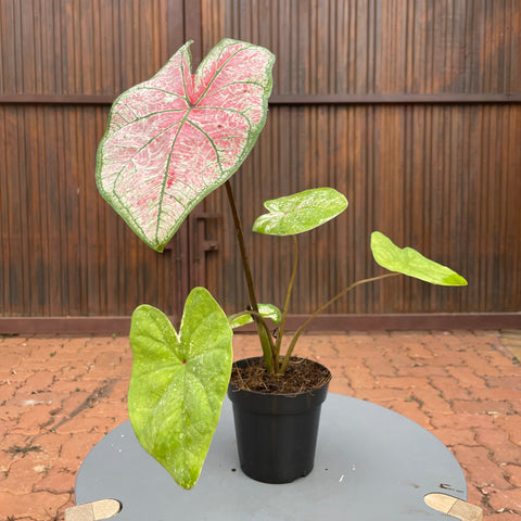 Caladium variaçāo - 02