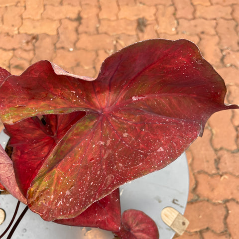 Caladium variaçāo - 11