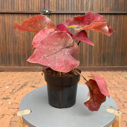 Caladium variaçāo - 11