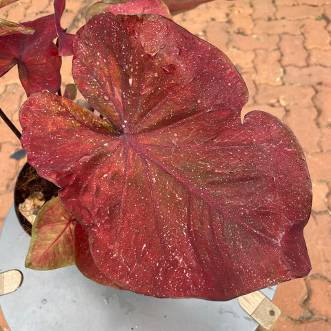 Caladium variaçāo - 11