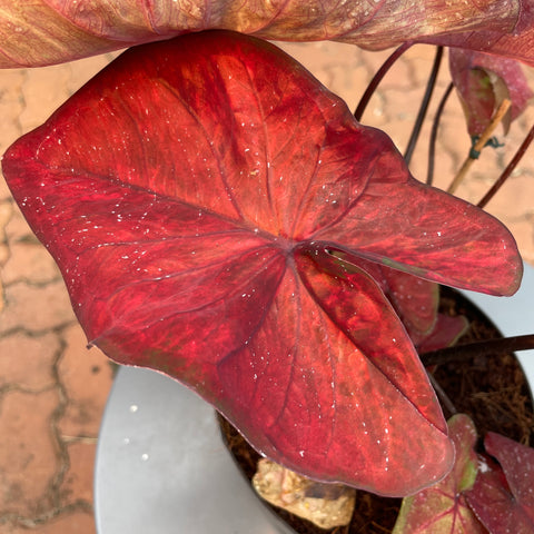 Caladium variaçāo - 11