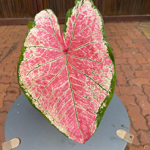 Caladium variaçāo - 14